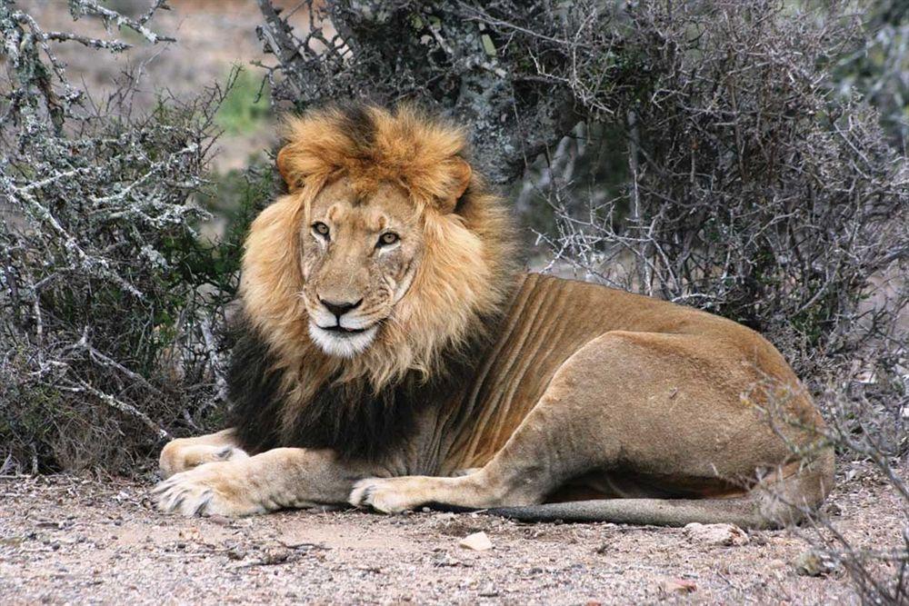 Kuzuko Lodge Addo Buitenkant foto