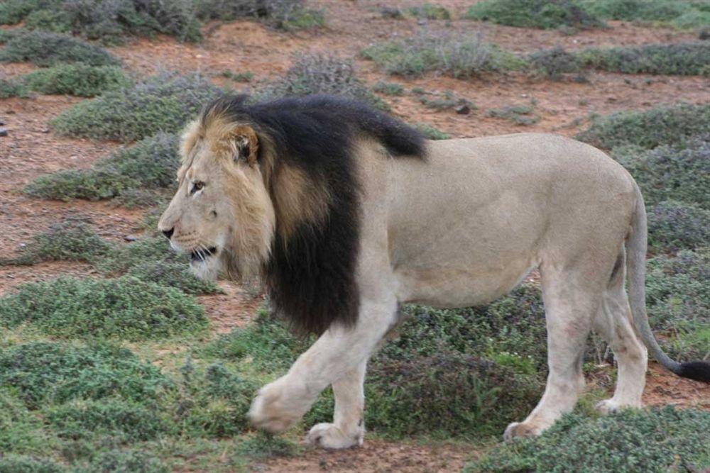 Kuzuko Lodge Addo Buitenkant foto