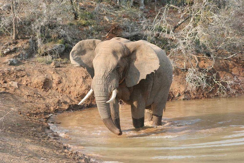 Kuzuko Lodge Addo Buitenkant foto