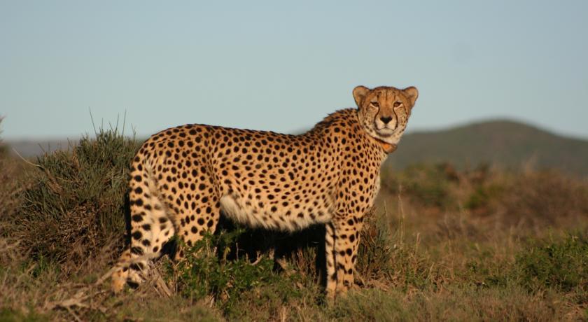 Kuzuko Lodge Addo Buitenkant foto