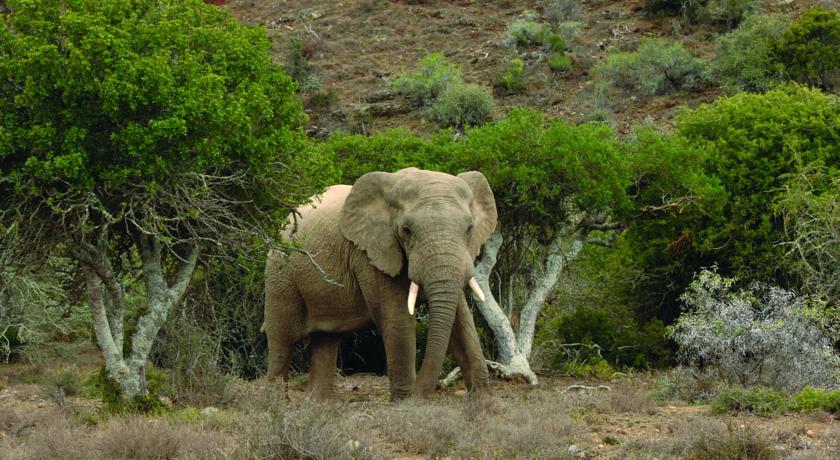 Kuzuko Lodge Addo Buitenkant foto