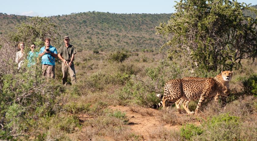 Kuzuko Lodge Addo Buitenkant foto