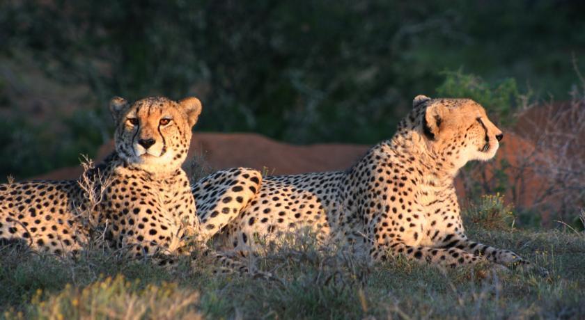 Kuzuko Lodge Addo Buitenkant foto