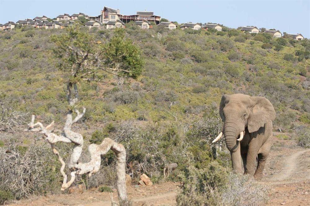 Kuzuko Lodge Addo Buitenkant foto