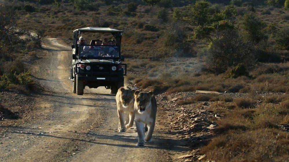 Kuzuko Lodge Addo Buitenkant foto